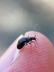 Orthonotus rufifrons