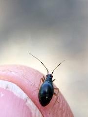 Orthonotus rufifrons