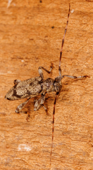 Graphisurus despectus