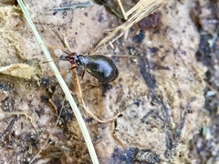 Orthonotus rufifrons