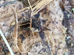 Orthonotus rufifrons