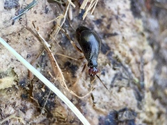 Orthonotus rufifrons