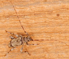 Graphisurus despectus