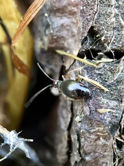 Orthonotus rufifrons