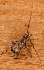 Graphisurus despectus