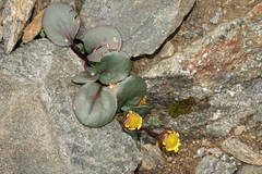 Senecio soldanella