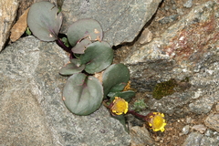 Senecio soldanella