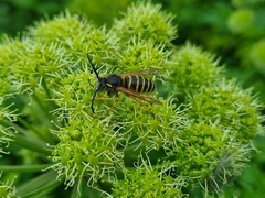 Dolichovespula norwegica