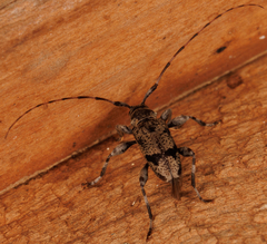 Graphisurus despectus