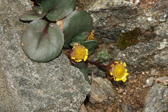 Senecio soldanella