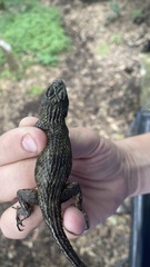 Sceloporus asper