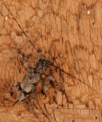 Graphisurus despectus