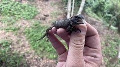 Sceloporus asper