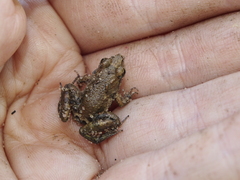 Phrynobatrachus acridoides