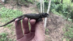 Sceloporus asper