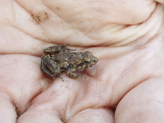 Phrynobatrachus acridoides