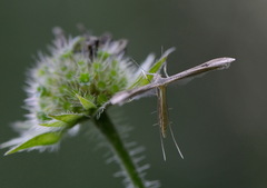 Stenoptilia bipunctidactyla