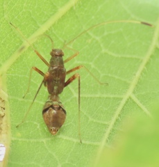 Paraxenetus guttulatus