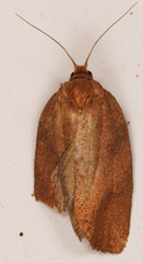 Argyrotaenia juglandana