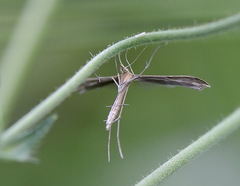 Stenoptilia bipunctidactyla