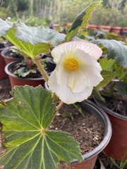 Begonia