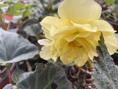 Begonia × tuberhybrida