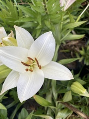 Lilium