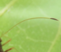 Paraxenetus guttulatus