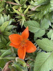 Lilium