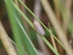 Athysanus argentarius