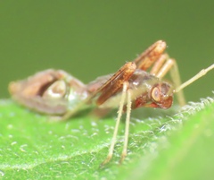 Paraxenetus guttulatus