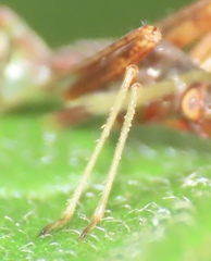 Paraxenetus guttulatus