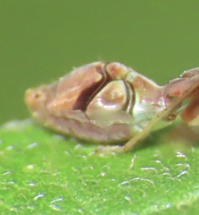 Paraxenetus guttulatus