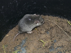 Saccostomus campestris