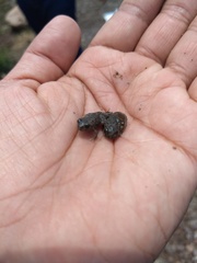 Anaxyrus compactilis