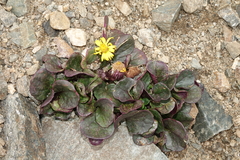 Senecio soldanella