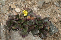 Senecio soldanella