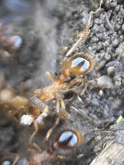 Myrmica scabrinodis