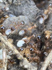 Myrmica scabrinodis