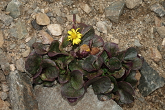 Senecio soldanella