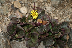 Senecio soldanella