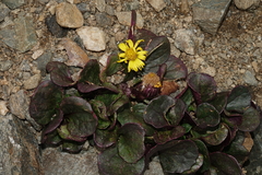 Senecio soldanella