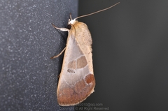 Westermannia superba