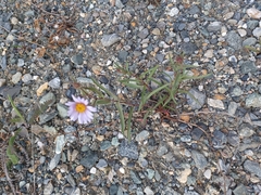 Symphyotrichum yukonense