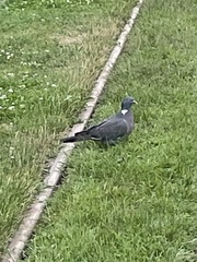 Columba palumbus