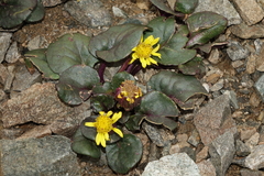 Senecio soldanella