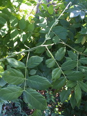 Wisteria frutescens