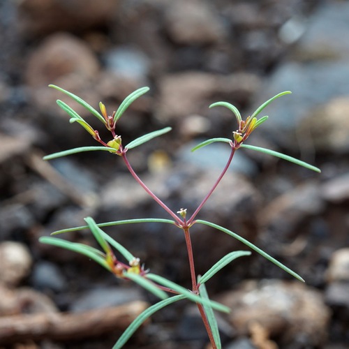 Image of Threadstem Sandmat (Euphorbia revoluta) by (c) Andrew Tree, some rights reserved (CC BY)