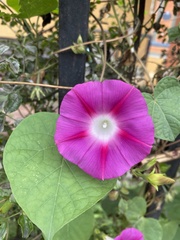 Ipomoea