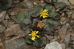 Senecio soldanella